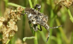 Merocoris