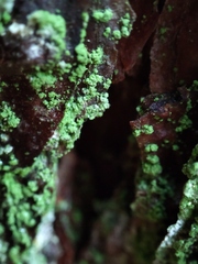 Chaenotheca furfuracea