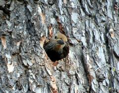 Sphyrapicus thyroideus