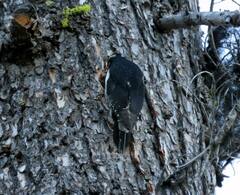 Sphyrapicus thyroideus