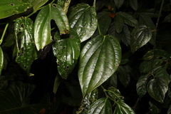 Piper lanatum