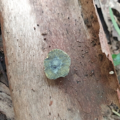 Gymnogaster boletoides