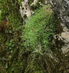 Moehringia muscosa