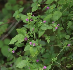 Galeopsis