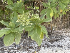 Heliotropium arboreum