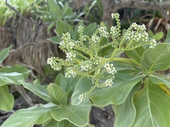 Heliotropium arboreum