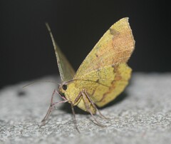 Erastria decrepitaria