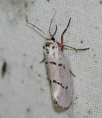 Enaemia atrolinea