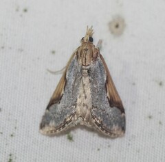 Loxostege albiceralis