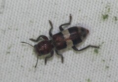 Enoclerus quadrisignatus