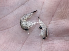 Themisto libellula