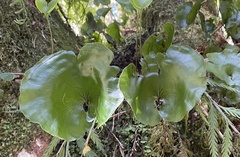 Hymenophyllum nephrophyllum