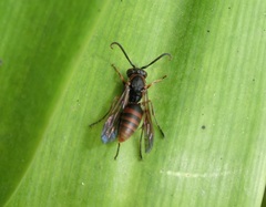 Polistes huisunensis