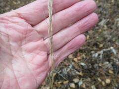 Achnatherum sibiricum
