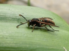 Polistes huisunensis