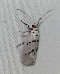 Enaemia atrolinea