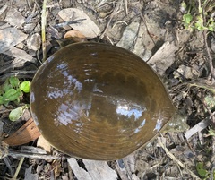 Lissemys scutata