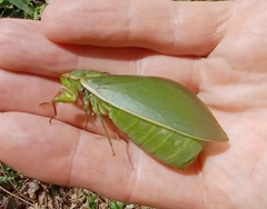 Cystosoma saundersii