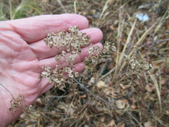 Patrinia rupestris