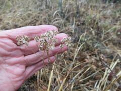Patrinia rupestris