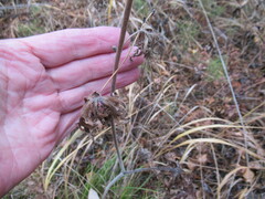 Aconitum barbatum