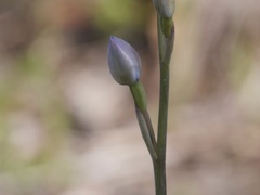 Thelymitra crinita