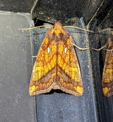 Papaipema leucostigma