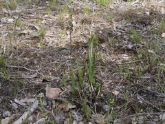 Thelymitra crinita