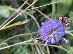 Sericomyia
