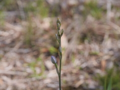 Thelymitra crinita