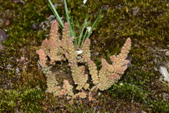 Crassula sieberiana