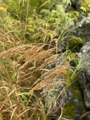 Calamagrostis purpurea