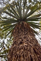 Furcraea parmentieri