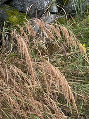 Calamagrostis purpurea