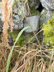 Calamagrostis purpurea