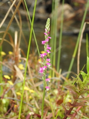 Spiranthes australis