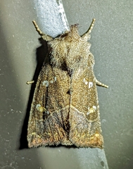 Papaipema nebris