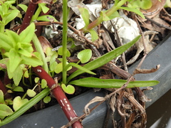Spiranthes australis