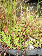 Spiranthes australis