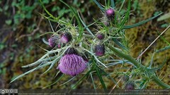 Cirsium tatakaense