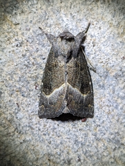 Papaipema nebris