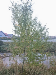 Populus × canescens