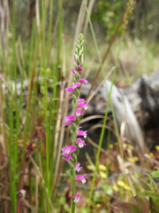 Spiranthes australis