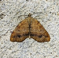 Mellilla xanthometata