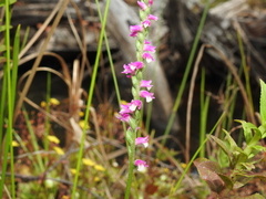 Spiranthes australis