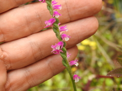 Spiranthes australis