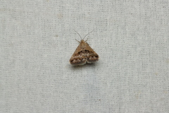 Acantholipes circumdata