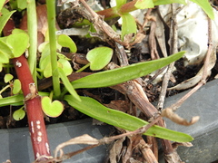 Spiranthes australis