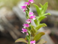 Spiranthes australis