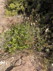 Ciconium